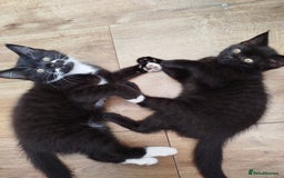 British Shorthair cats for sale: Beautiful kittens  - Image 9