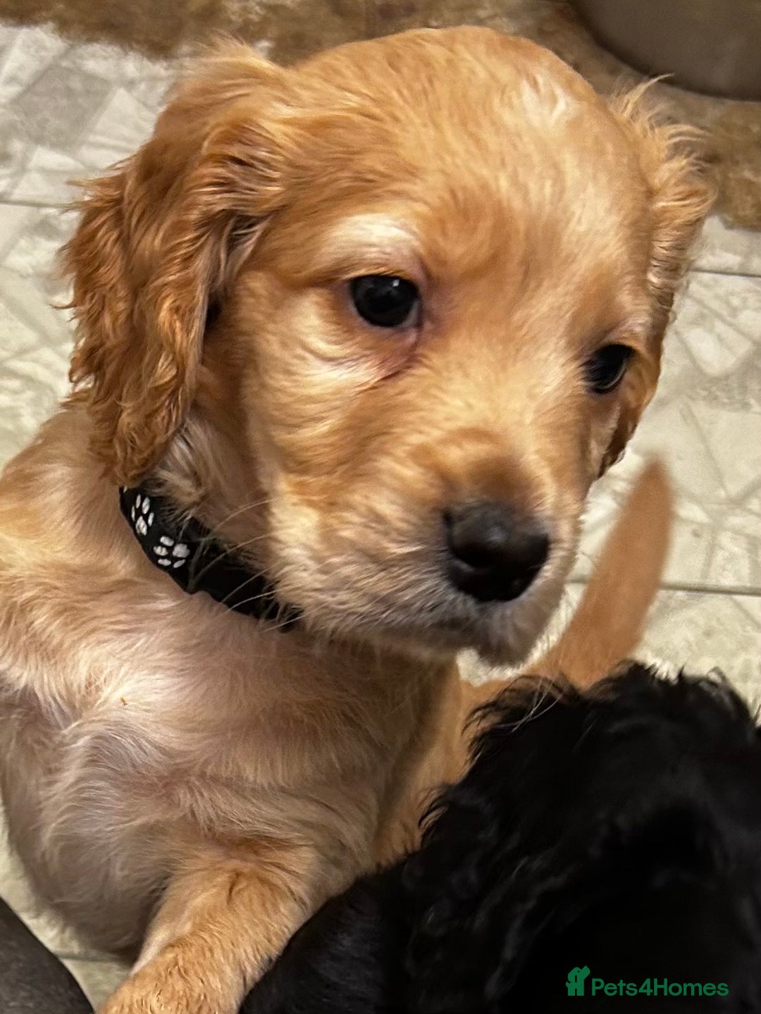 Cocker Spaniel dogs for sale: ✨ Cuddles Await from our Cocker Spaniel Pups  - Advert 4