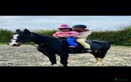 Irish Thoroughbred horses for sale: 16H TB Mare ex Racer excellent manners 16 years  - Image 5