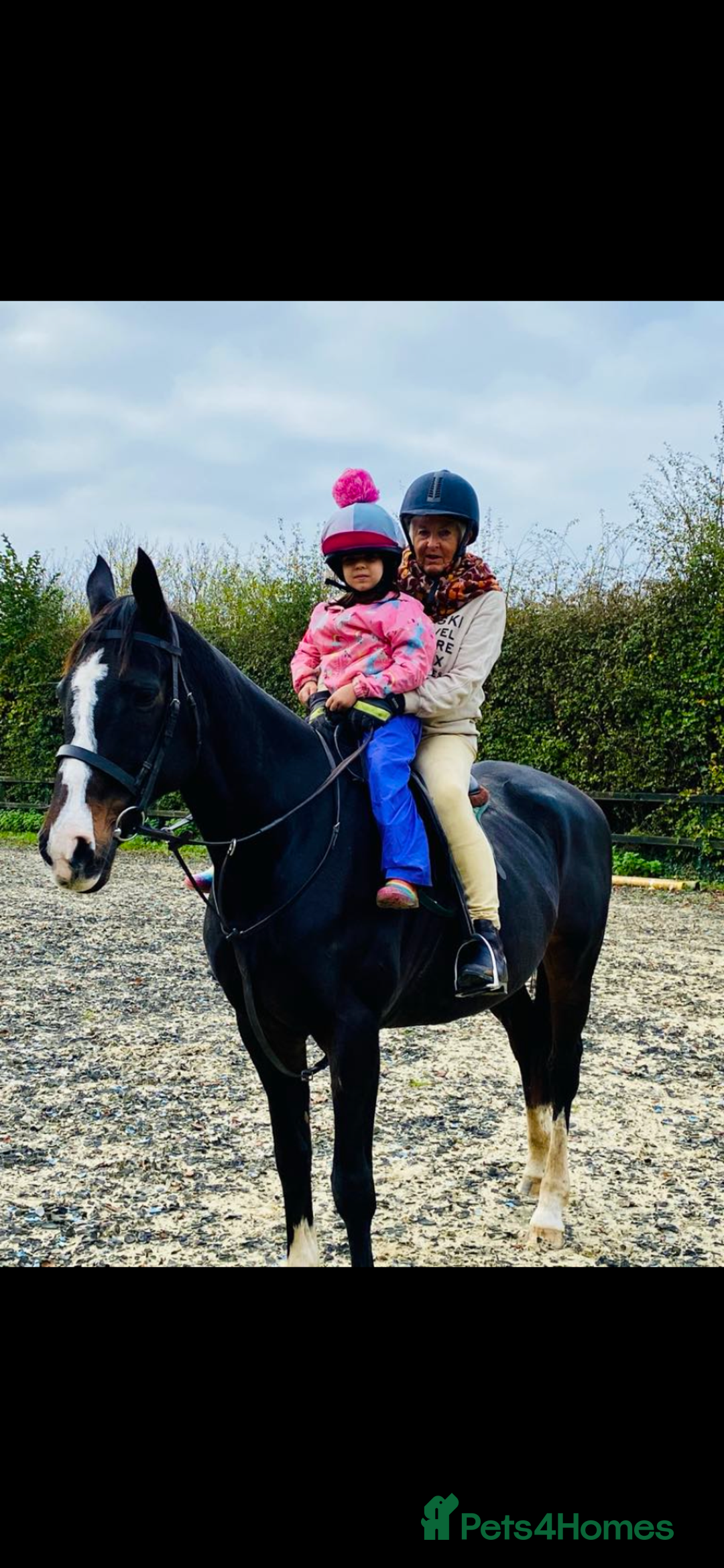 Irish Thoroughbred horses for sale: 16H TB Mare ex Racer excellent manners 16 years  - Image 5