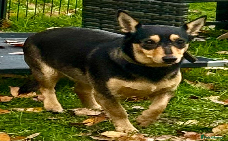 Miniature Pinscher dogs Eliza: The Little Heart That Chose to Live - Advert 9