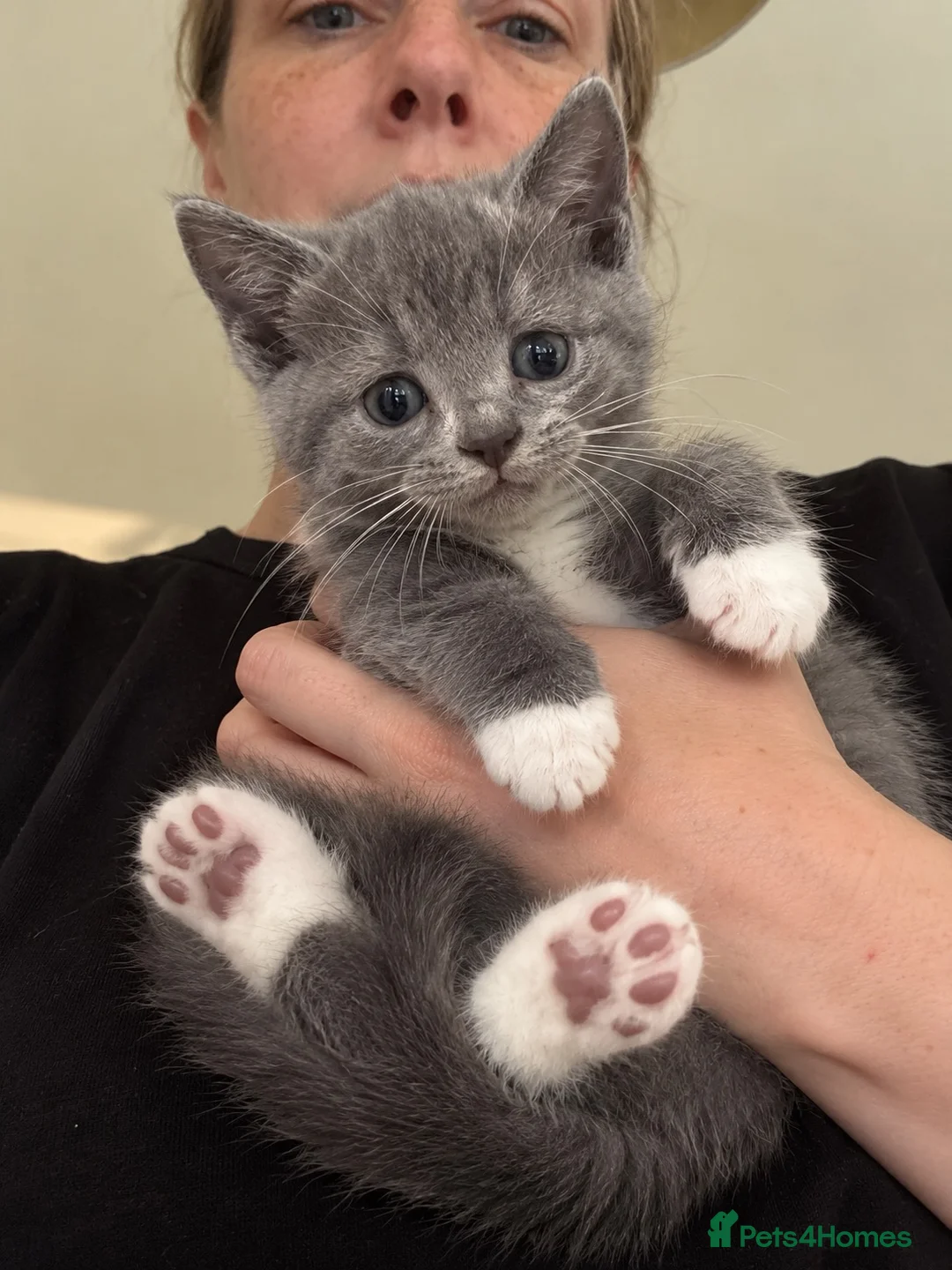 British Shorthair cats for sale: Beautiful BSH X girl 🌹 ‘Petal’ - Advert 1
