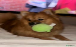 Pomeranian dogs for sale: 8 month’s full breed tanned Pomeranian  - Image 2