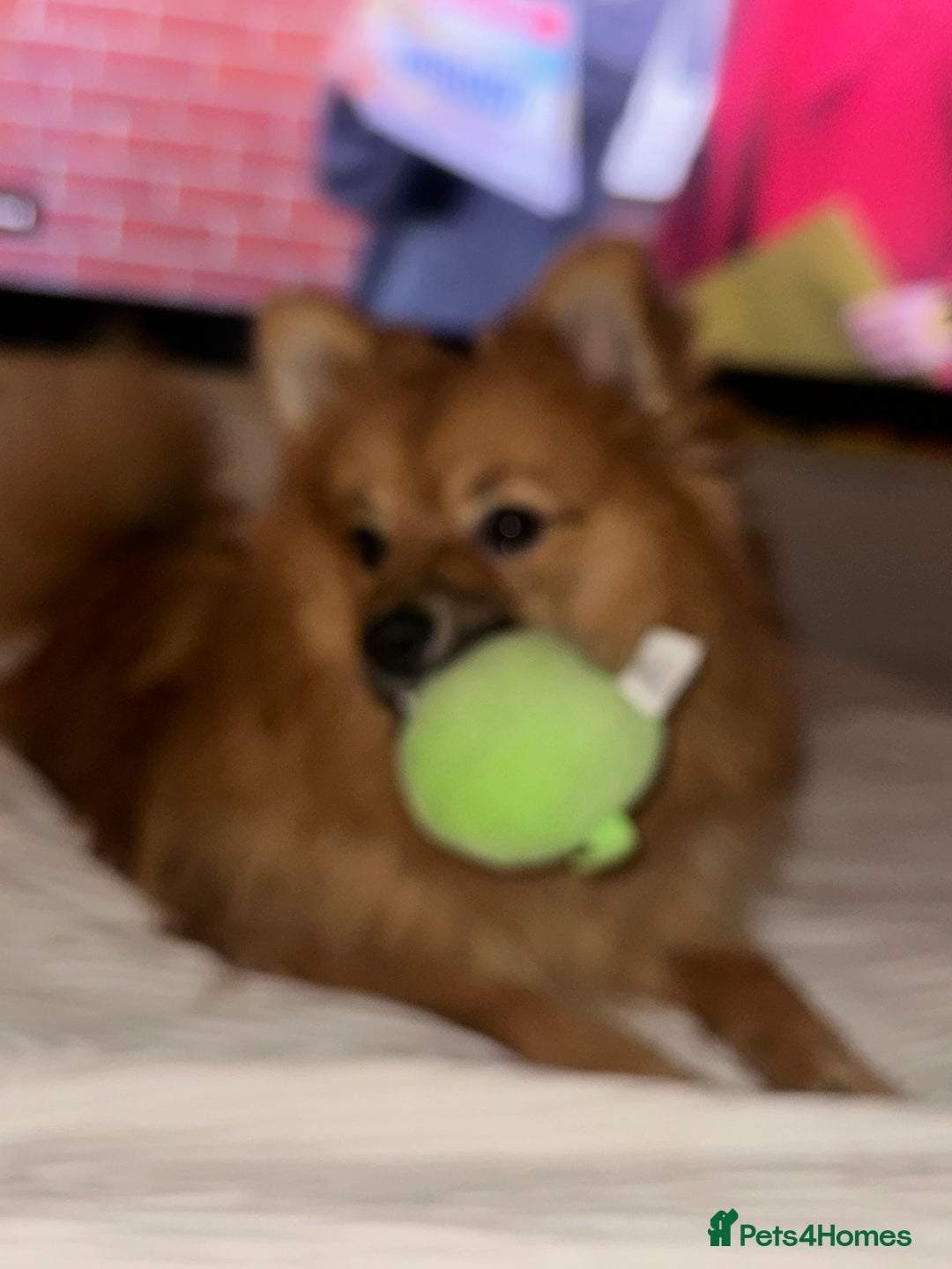 Pomeranian dogs for sale: 8 month’s full breed tanned Pomeranian  - Image 2