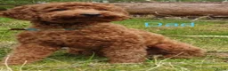 Cockapoo dogs for sale: Miniature Cockapoos Raised in Family Home  in Carnforth - Advert 13