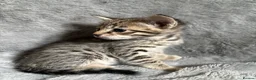 Savannah cats for sale: Beautiful SBT female - Advert 6