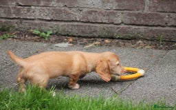 Dachshund dogs for sale: KC beautiful cream dachshund miniature long haired - Image 4
