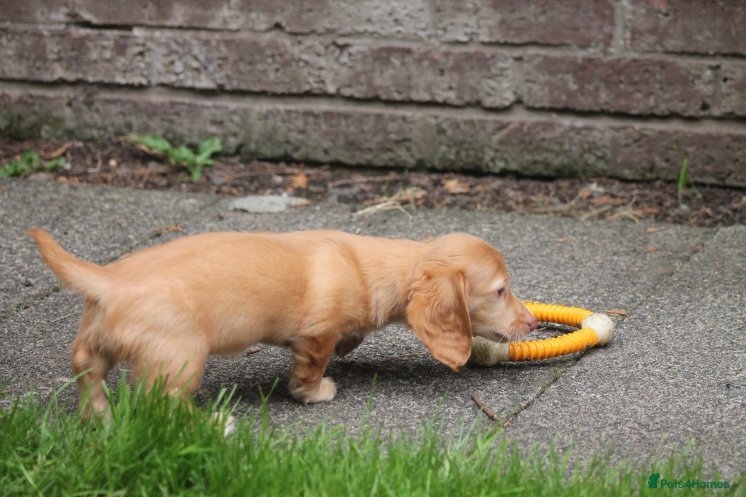 Dachshund dogs for sale: KC beautiful cream dachshund miniature long haired - Image 4