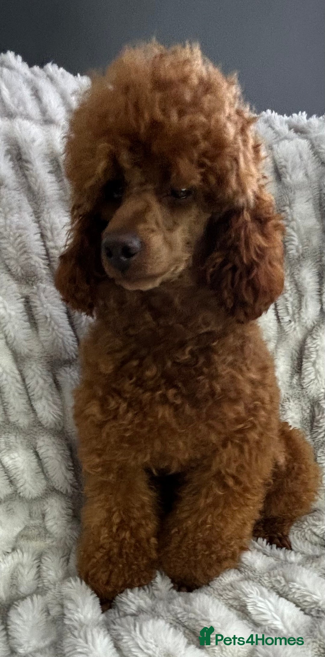 Toy Poodle dogs for stud: KC REG DEEP FOX RED HEALTH TESTED POODLE STUD  in Hoddesdon - Advert 8