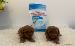 Toy Poodle dogs for sale: Kc registered,  fox red (Tiny) Toy poodles  - Image 15