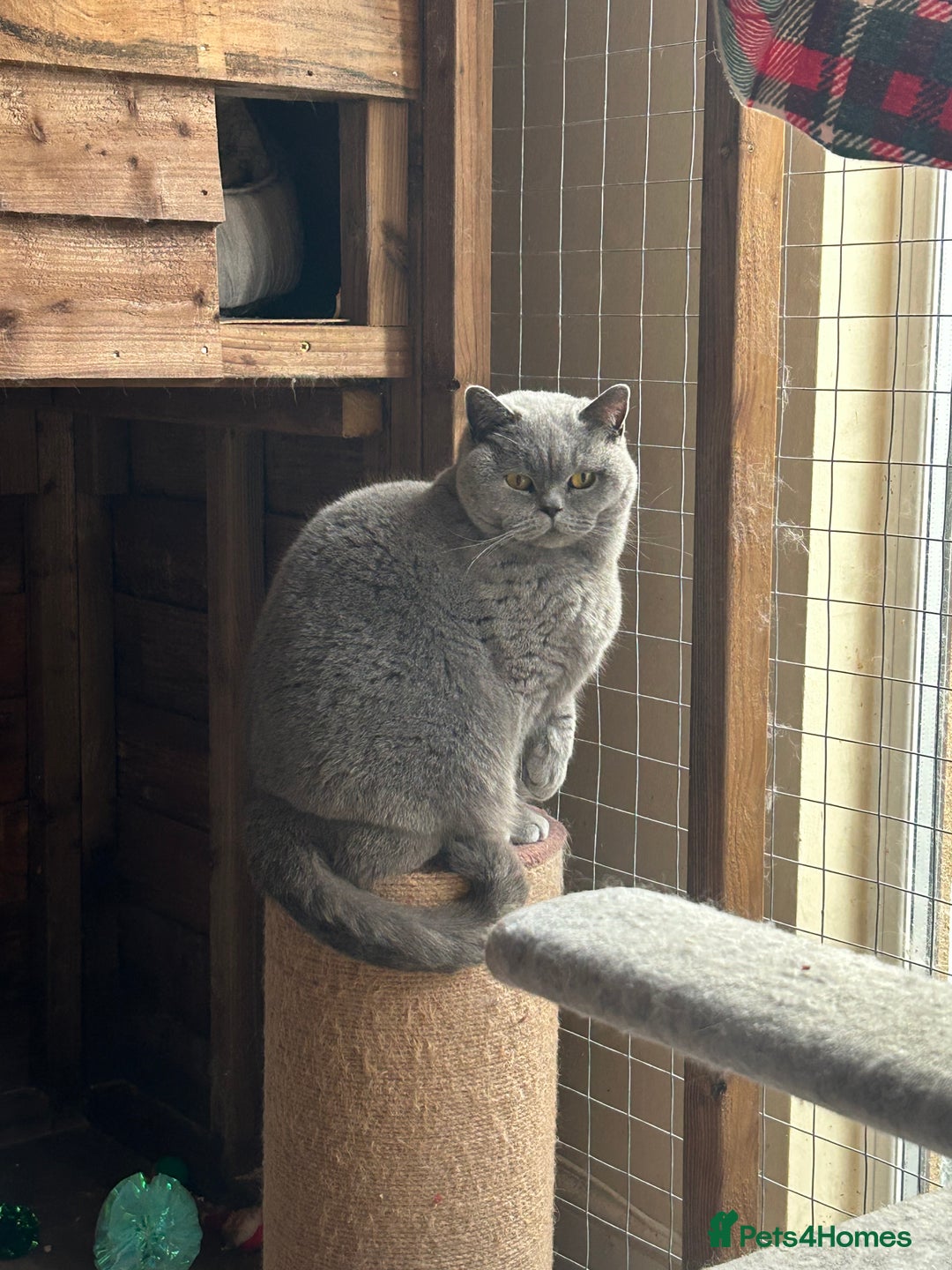 British Shorthair cats for sale: Retired British Queens - Image 9