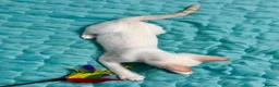 Cornish Rex cats for sale: Last Boy-Super Affectionate & Loving ♥️  - Advert 3