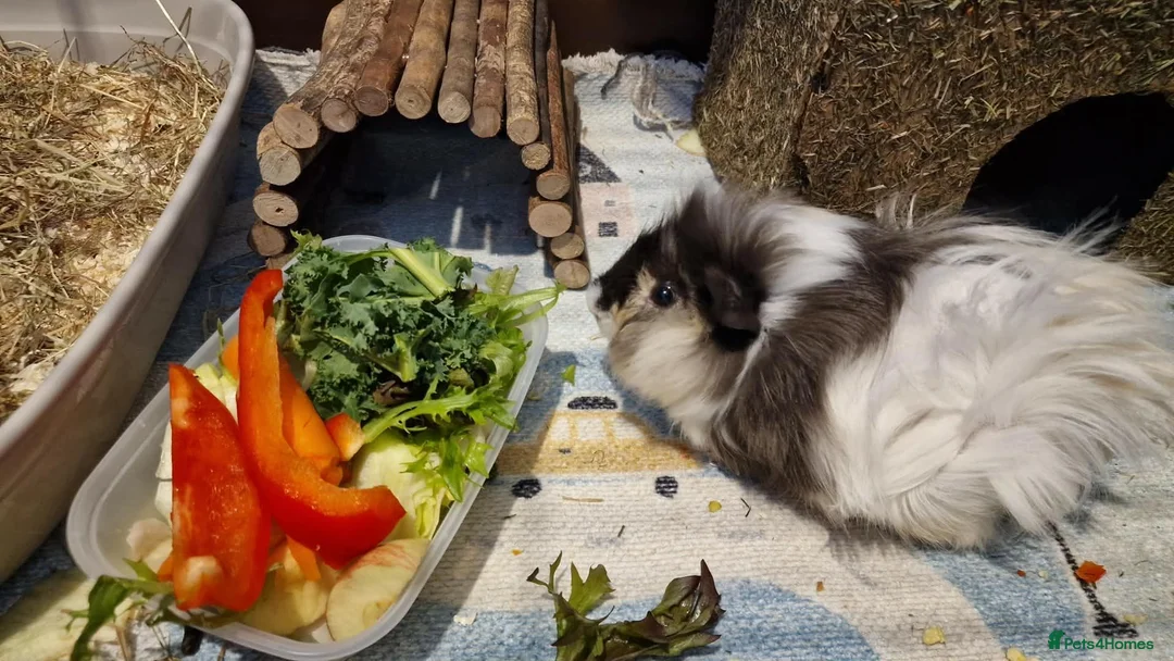 Guinea Pig rodents for sale: Guniea pig  in Bognor Regis - Advert 2