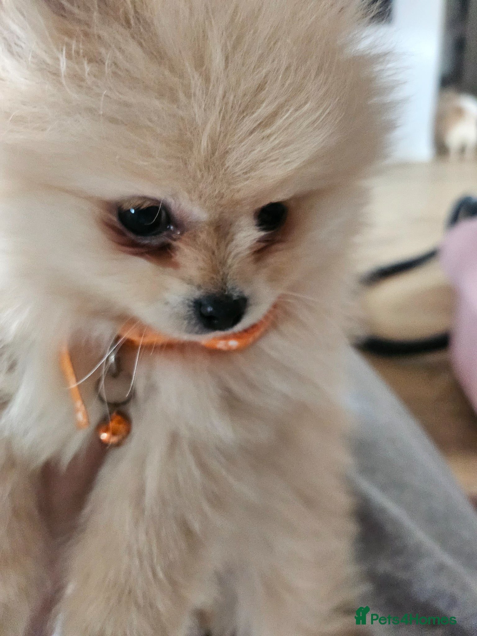 Pomeranian dogs Pomeranian  - Advert 8