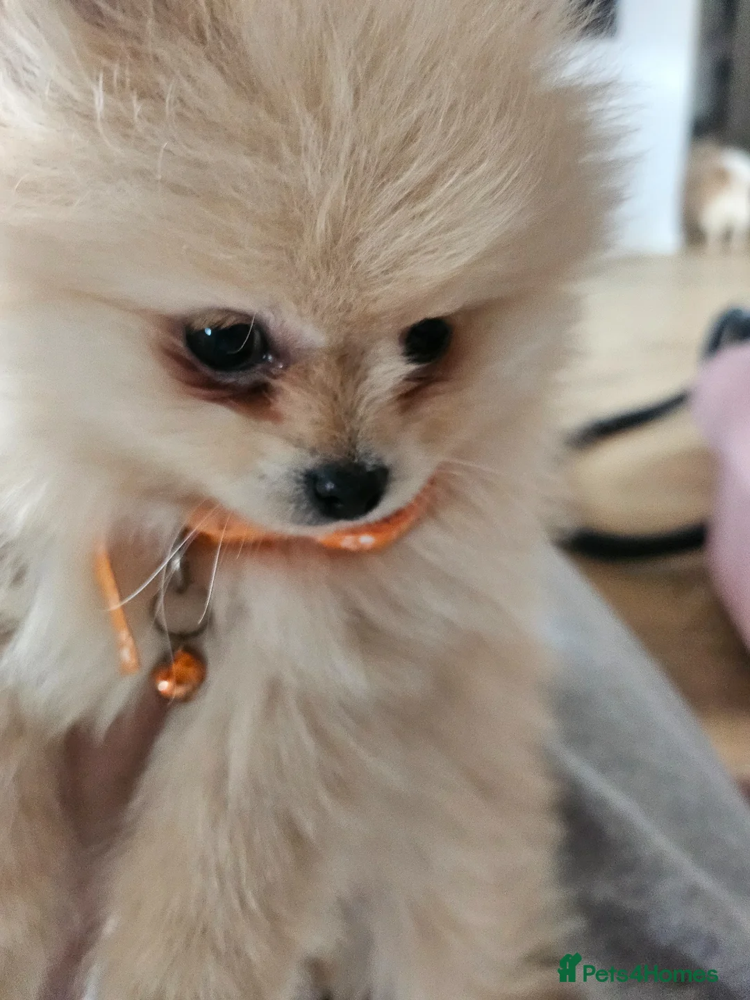 Pomeranian dogs for sale: Pomeranian  - Advert 2