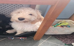 Cockapoo dogs for sale: 20 week old cockerpoo male - Image 3