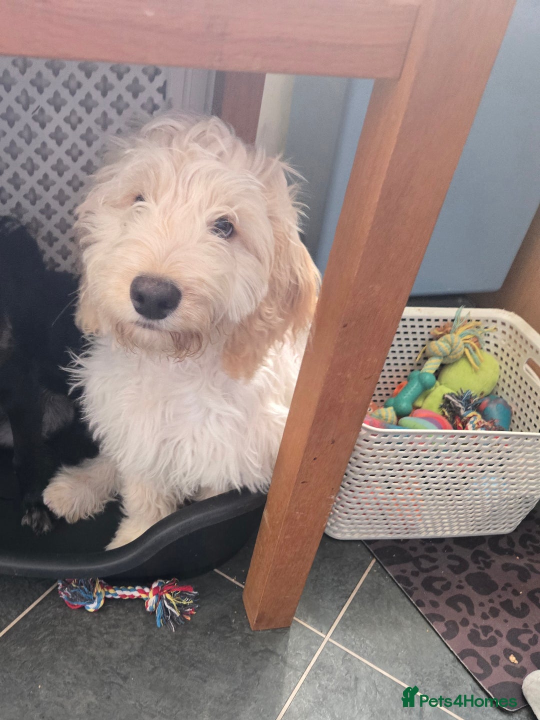 Cockapoo dogs for sale: 20 week old cockerpoo male - Image 3
