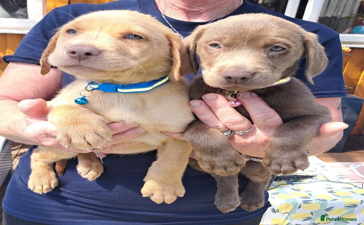 Labrador Retriever dogs - Advert 9