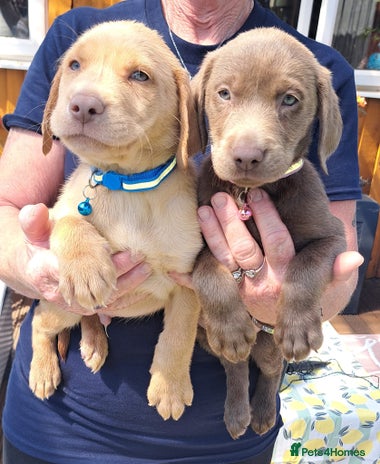 Labrador Retriever dogs - Advert 9