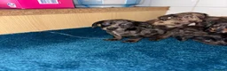 Dachshund dogs for sale: Miniature dachshund - Advert 9