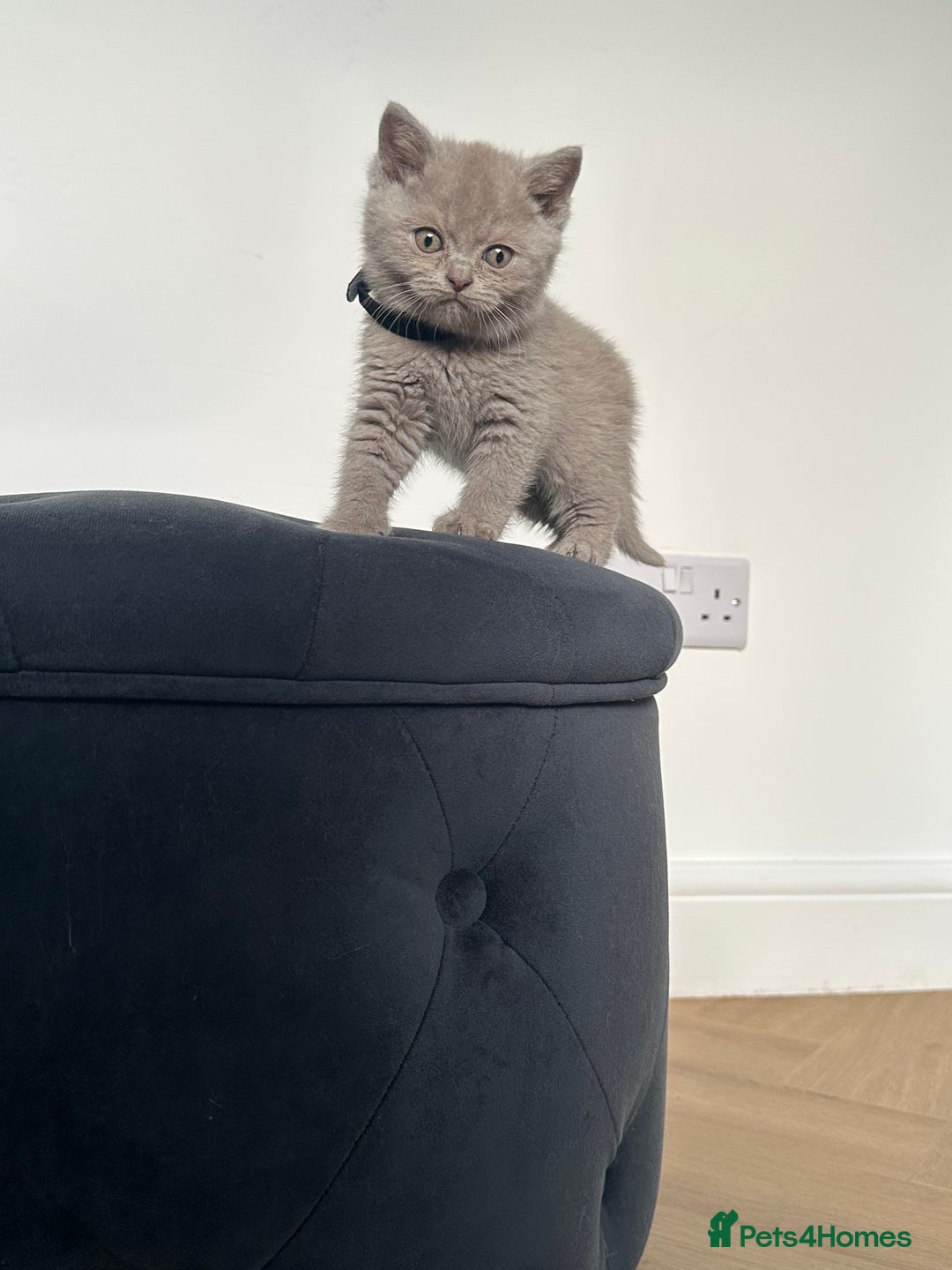 British Shorthair cats for sale: 🌈🌈😍😍Stunning Pure Pedigree Litter BSH ❤️❤️🌈🌈 - Advert 13