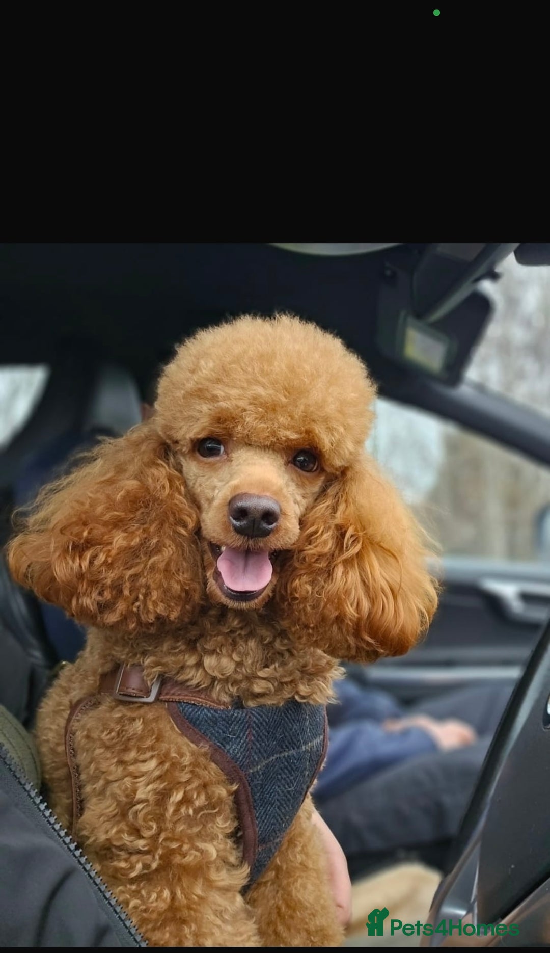 Cockapoo dogs for sale: F1 Cockapoo Puppies  - Advert 8