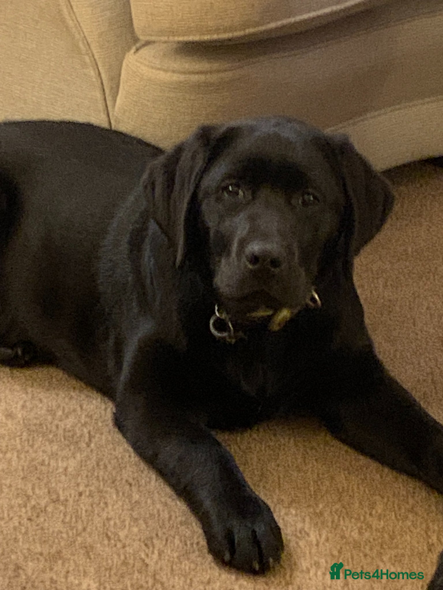 Labrador Retriever dogs Lovely litter of high quality Labrador Retrievers - Advert 1