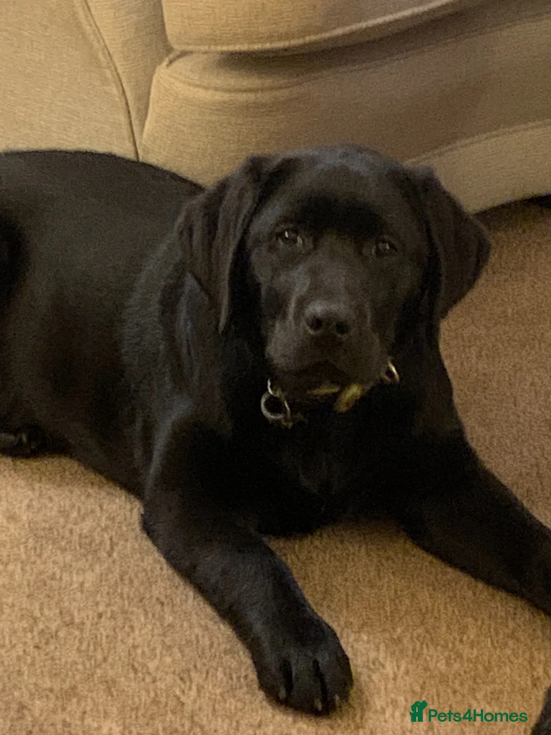 Labrador Retriever dogs for sale: Lovely litter of high quality Labrador Retrievers in Ormskirk - Advert 1