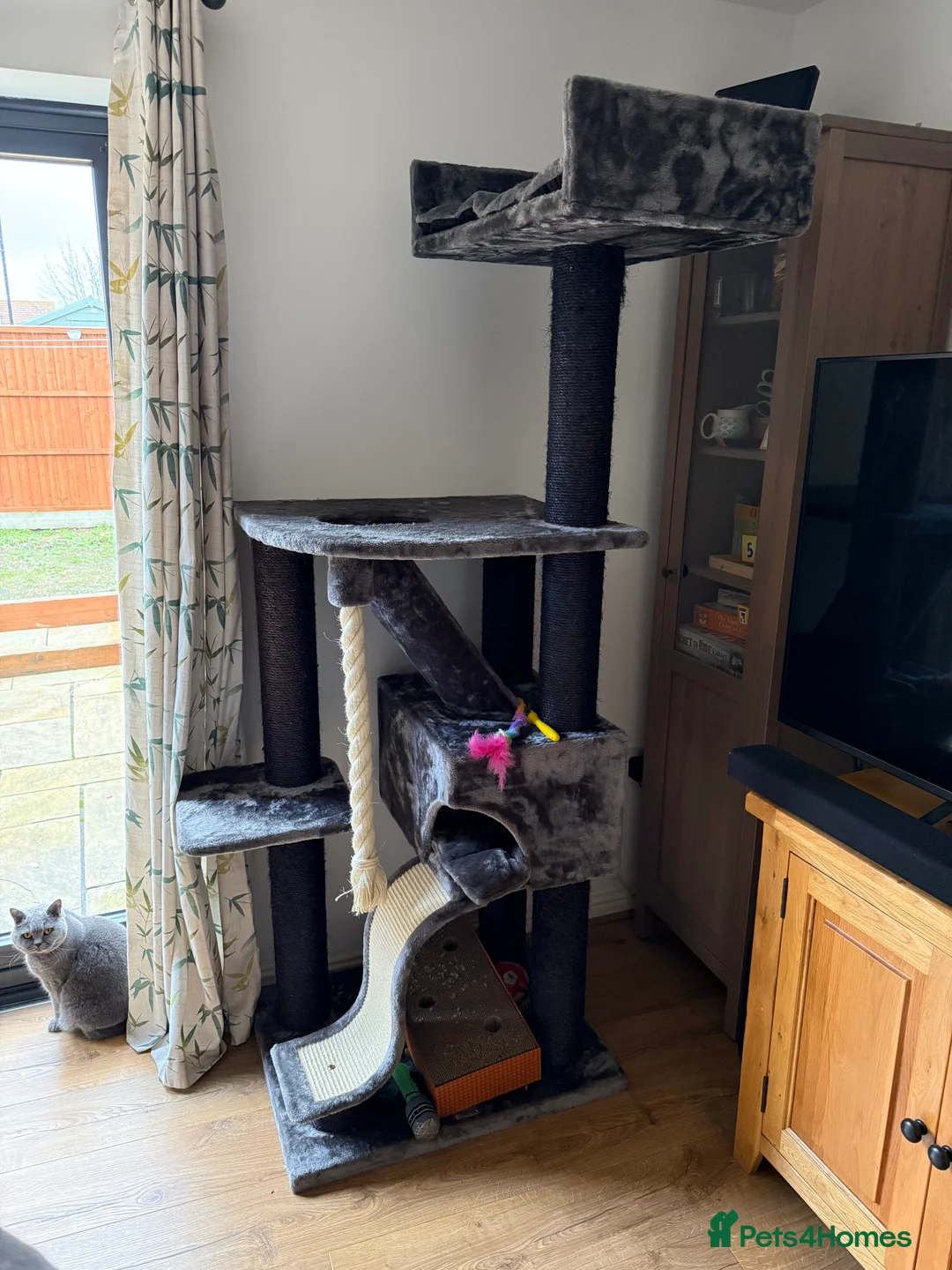 Brazilian Shorthair cats for sale: 2 BSH - Advert 5