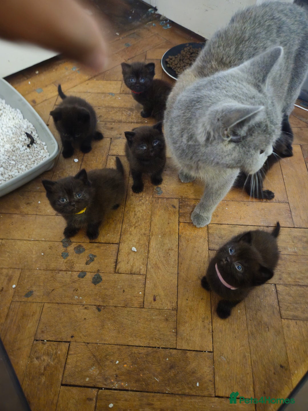British Shorthair cats for sale: Champion Black British Shorthairs - Image 6