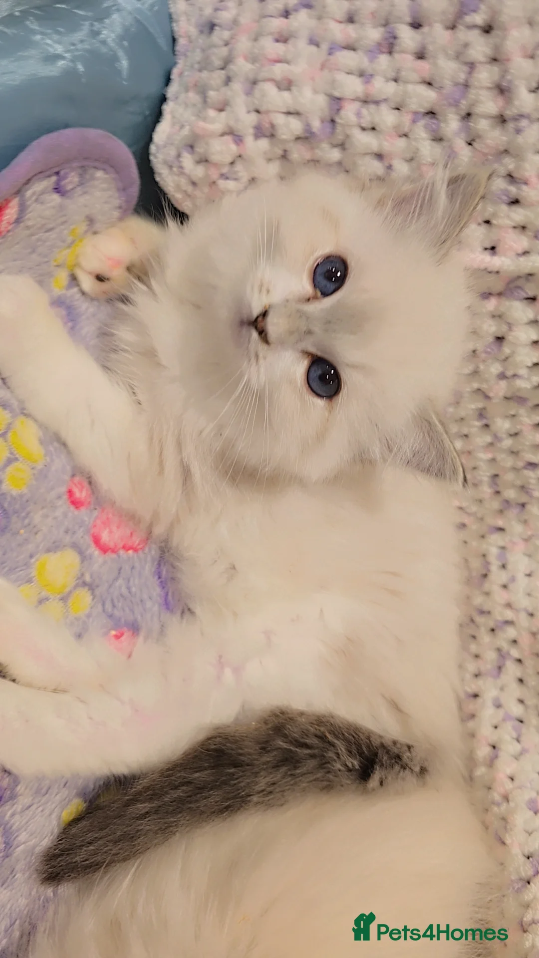 Ragdoll cats for sale: TICA REGISTERED KITTENS/Active - Advert 38