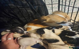 Chiweenie dogs for sale: Chihuahua cross dachshund  - Image 1