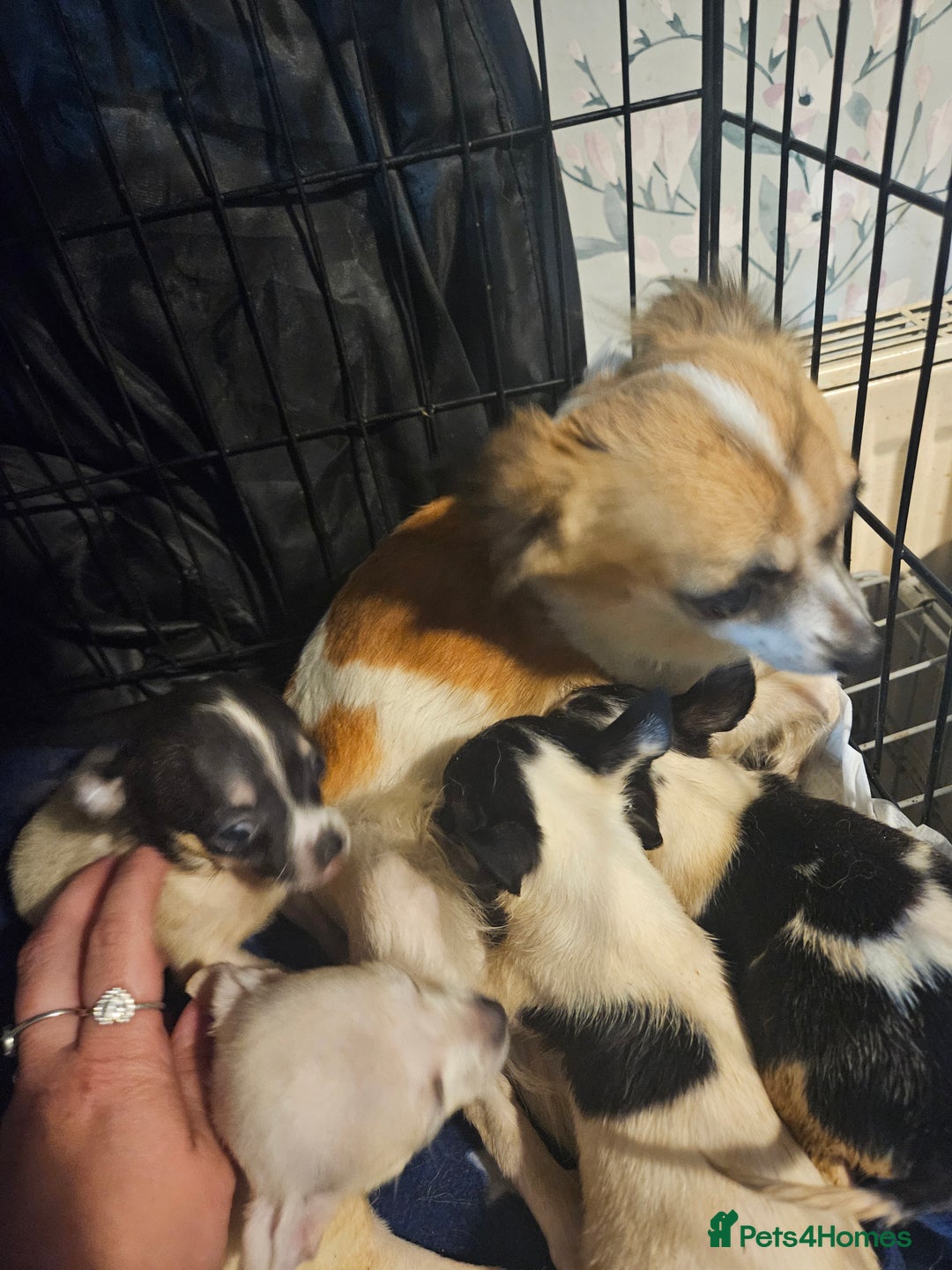 Chiweenie dogs for sale: Chihuahua cross dachshund  - Image 1