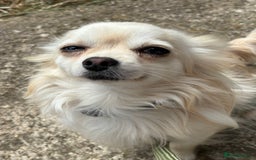 Chihuahua dogs for sale: REDUCED last long hair female pup. - Image 21