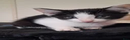 Mixed Breed cats for sale: Beautiful loving kittens for sale  - Advert 12