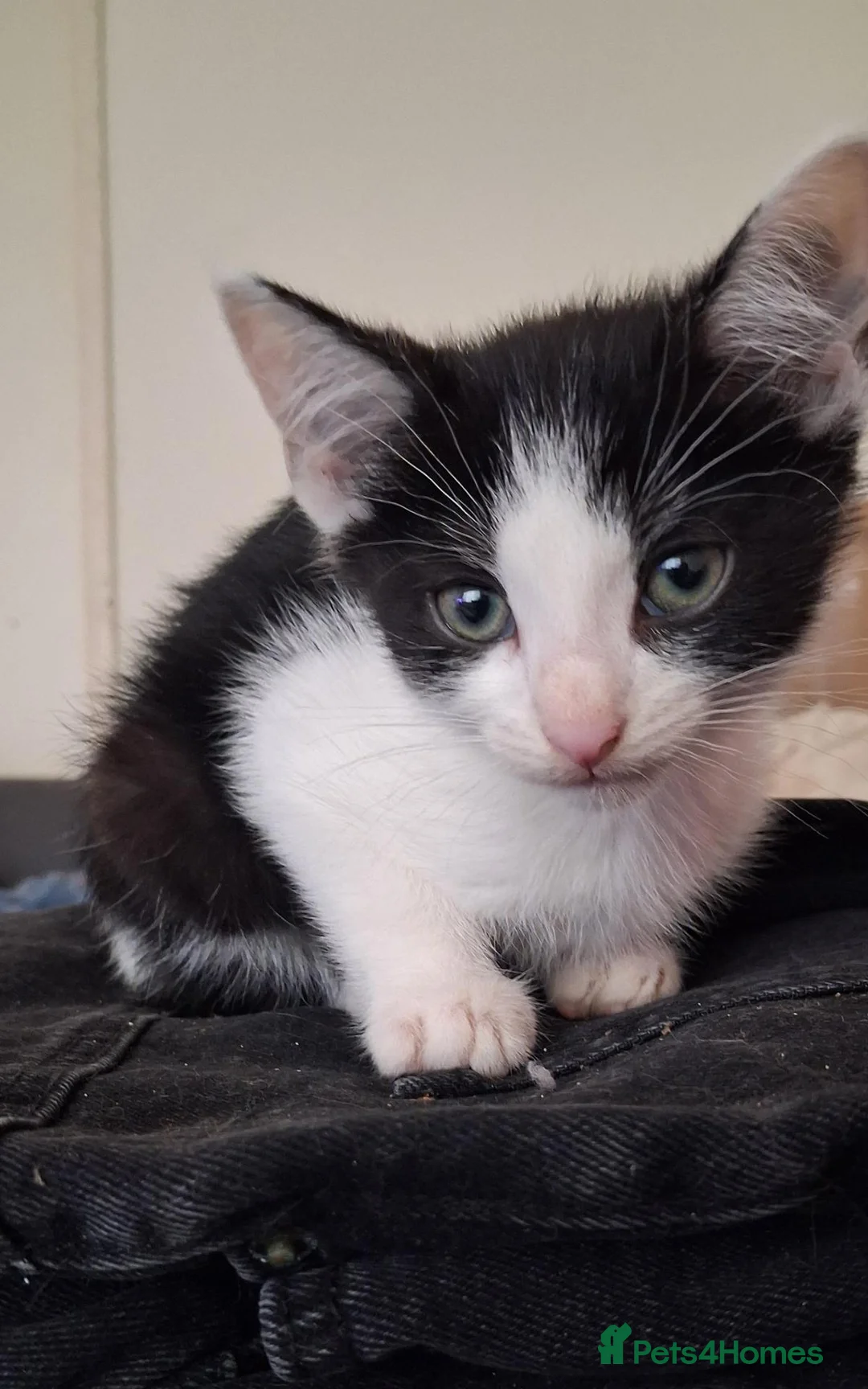 Mixed Breed cats for sale: Beautiful loving kittens for sale  - Advert 12