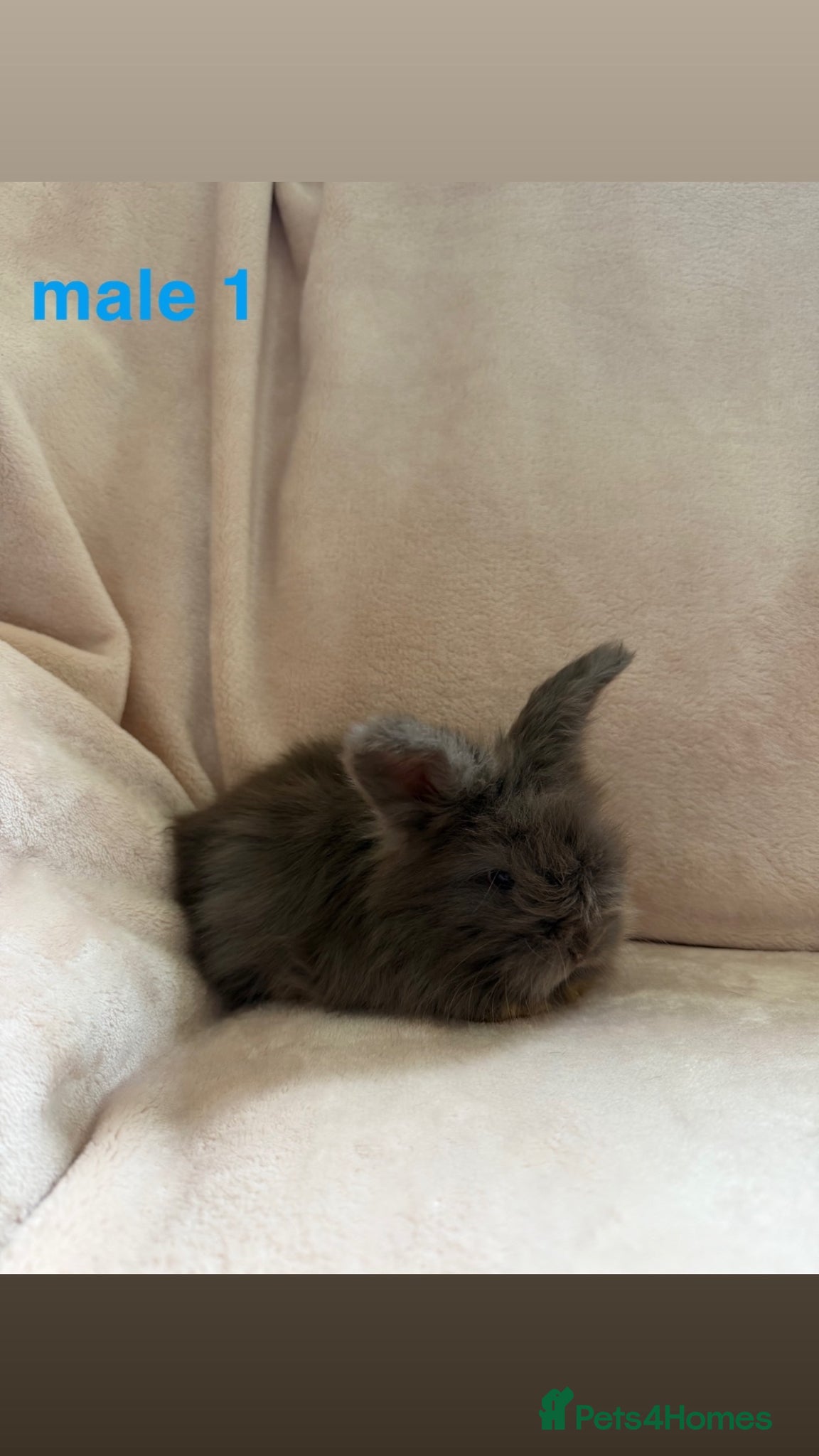 Angora rabbits for sale: pedigree english angora  - Advert 9