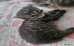 European cats for sale: 4 beautiful kittens looking for the New 🤎 home  - Image 25