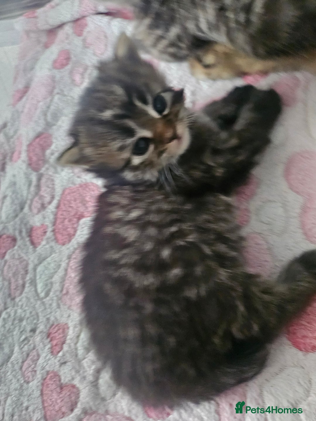 European cats for sale: 4 beautiful kittens looking for the New 🤎 home  - Image 25