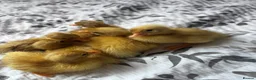 Ducks poultry for sale: white call ducklings for sale  in Basingstoke - Advert 5