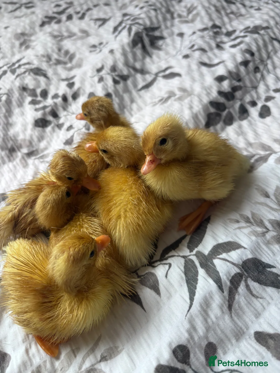 Ducks poultry for sale: white call ducklings for sale  in Basingstoke - Advert 5