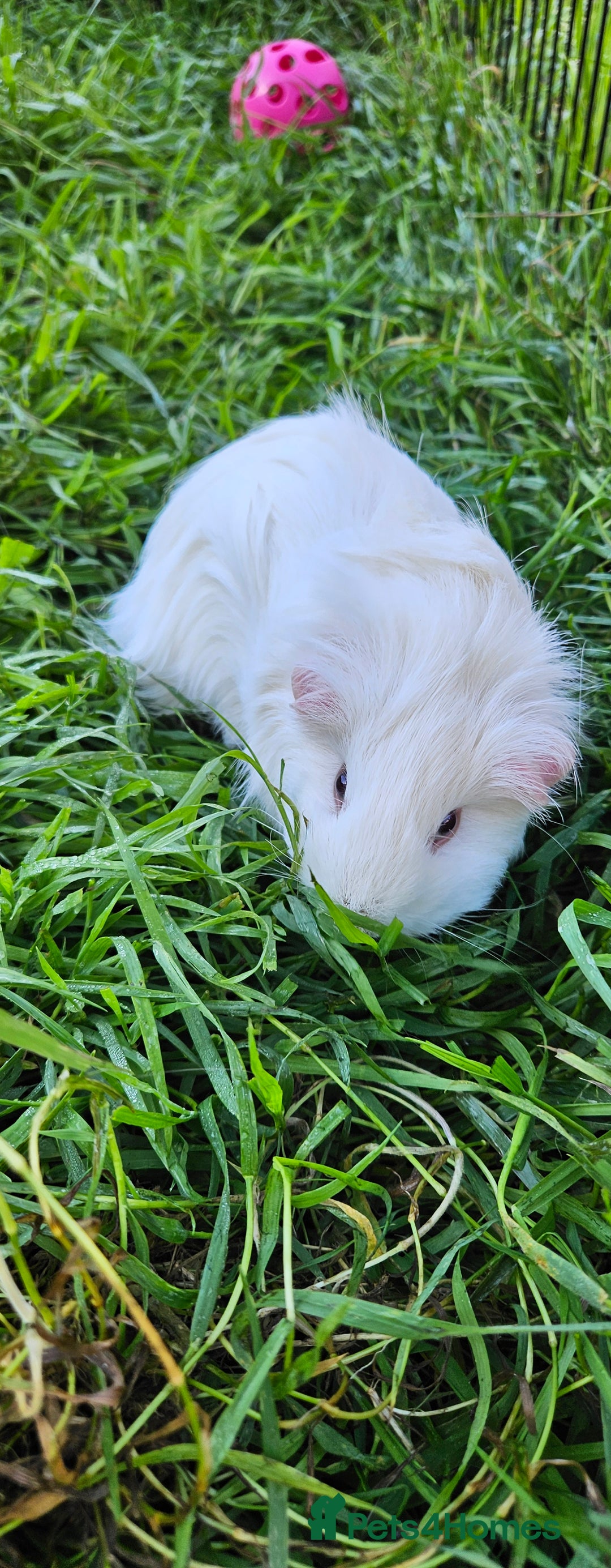Guinea Pig rodents for sale: Guinea pigs  - Image 14