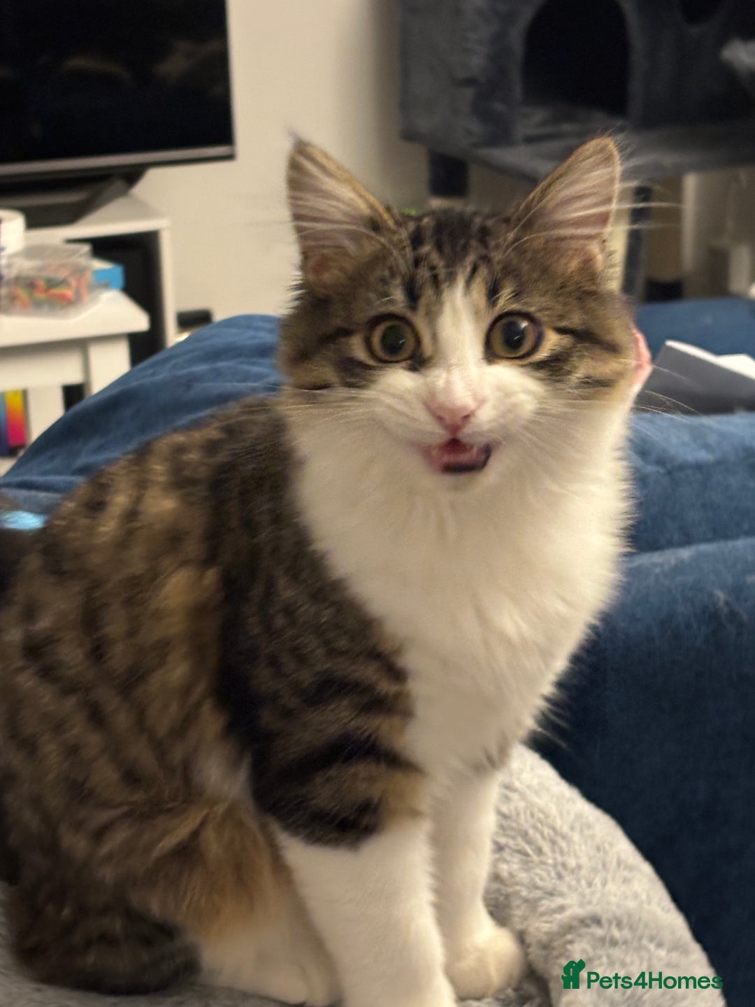 Mixed Breed cats for sale: Wolfie  - Advert 18