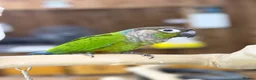 Conures birds for sale: Pineapple conure and green cheek conure  - Advert 7