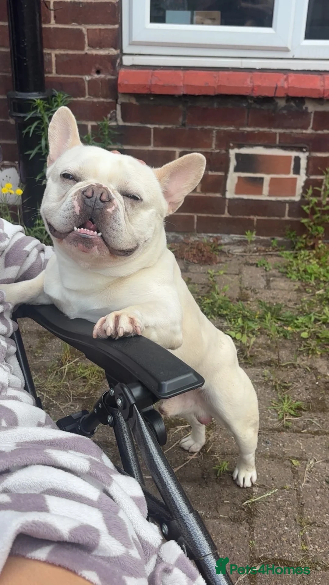 French Bulldog dogs for stud: MEET TEDDY🧸  - Advert 4