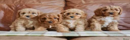 Cavapoo dogs for sale: Quality Health Tested F1 Toy Cavapoo Puppies - Advert 11