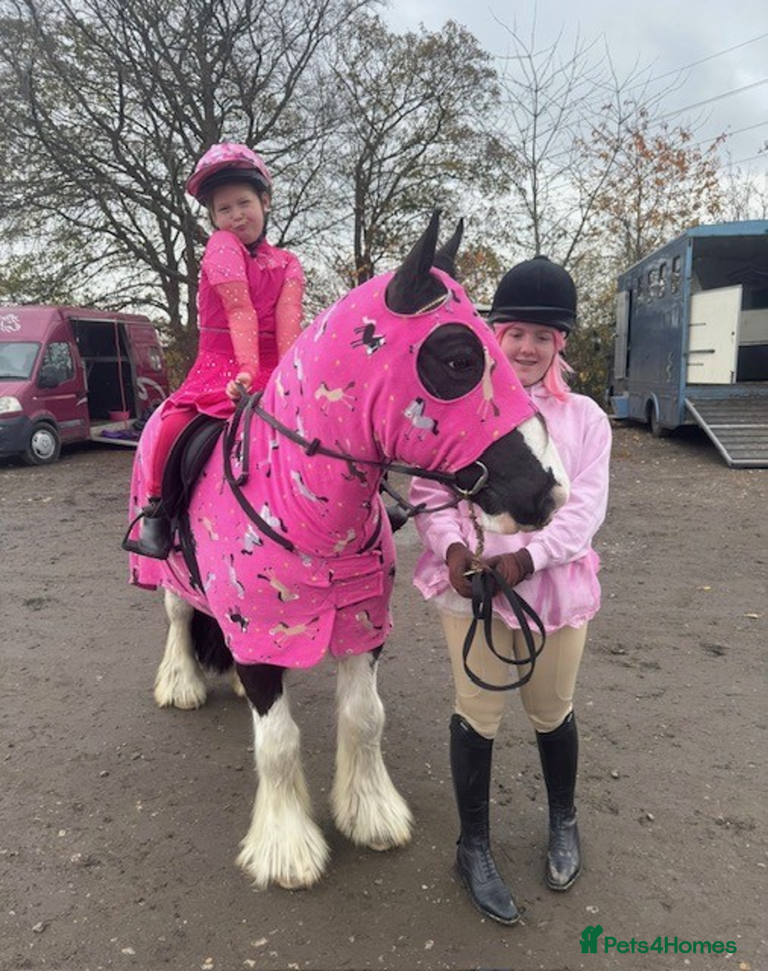 Irish Cob horses for sale: Marley 14yrs 13,3 coloured cob - Advert 2