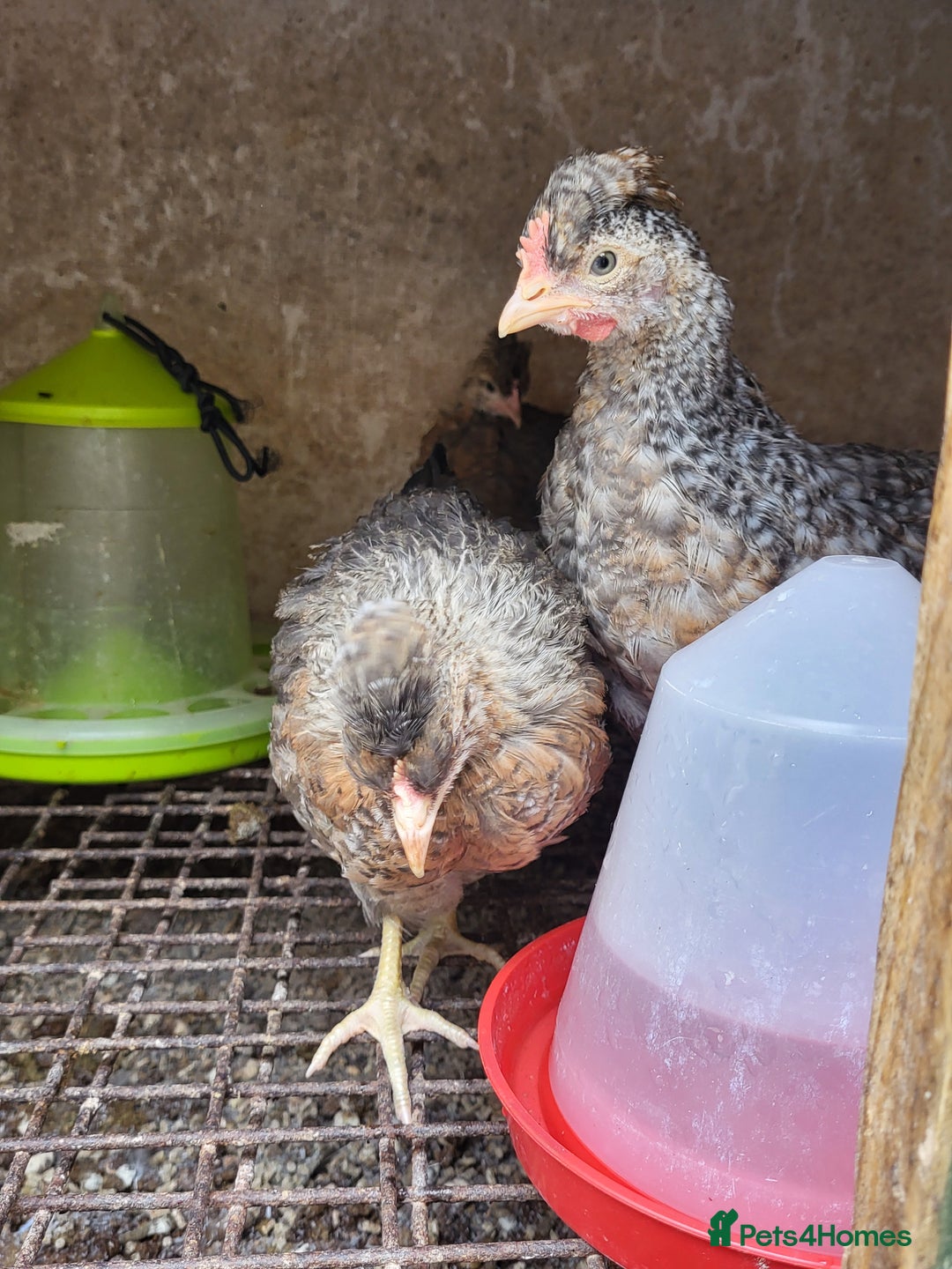Chickens poultry for sale: Chicken for sale - Image 6