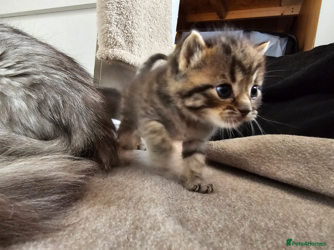 Persian cats for sale: Tabby female with full set up ready to go. - Image 27
