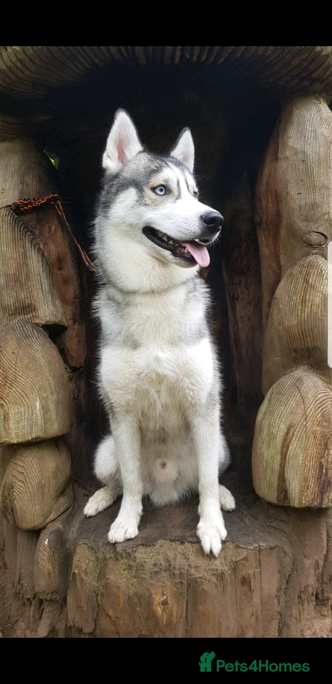 Siberian Husky dogs for stud: DANAMELI TITAN KING - Proven Health Tested Stud in Glasgow - Advert 12